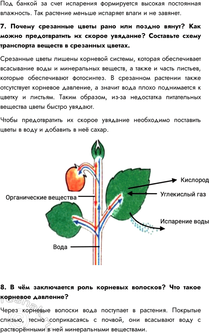 Дополнительное изображение